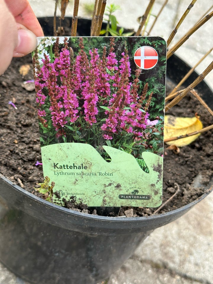 Kattehale