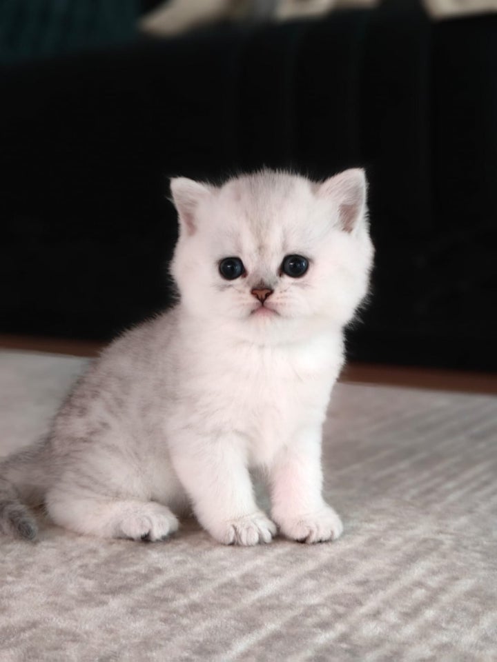 British Shorthair flere