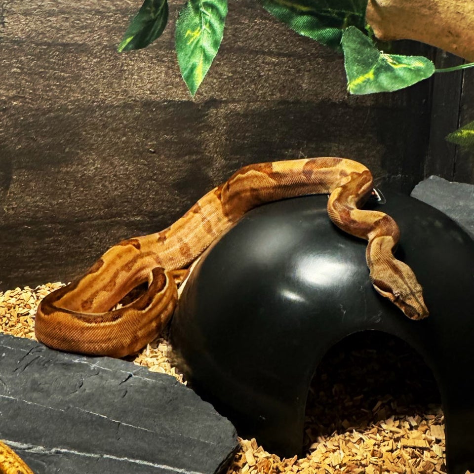 Slange, Boa Constrictor Imperator