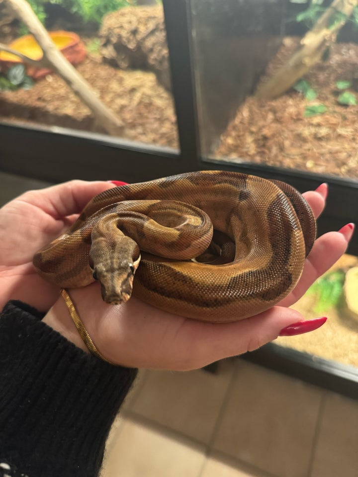 Slange, Boa Constrictor Imperator