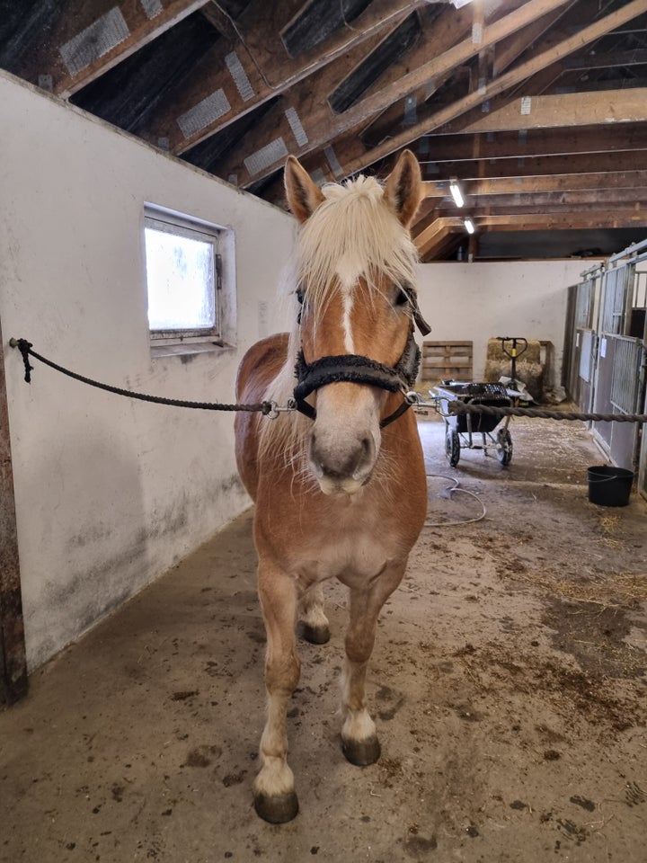 Haflinger, vallak, 7 år