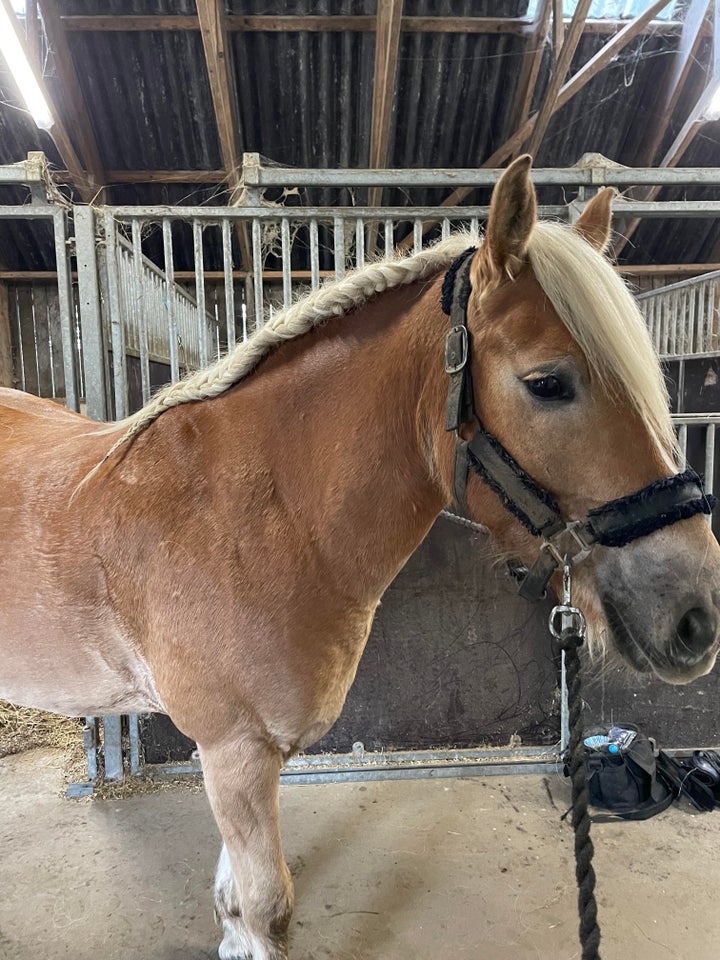 Haflinger, vallak, 7 år