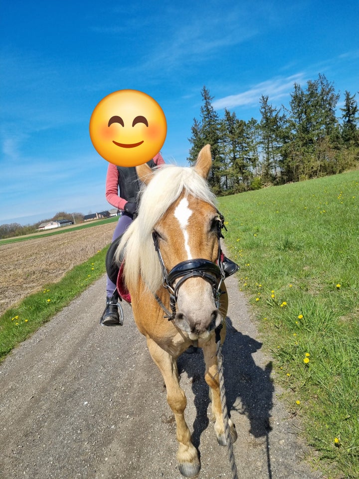 Haflinger, vallak, 7 år