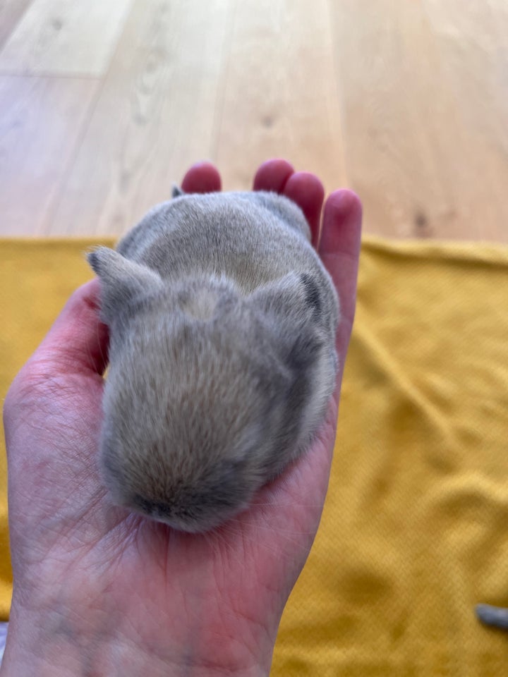 Mini lop / Minilop kaninunger