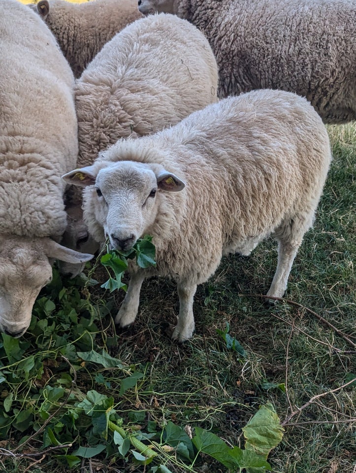 Vædderlam, Texel, 2 stk.