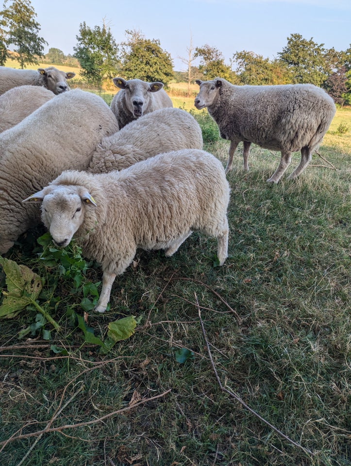 Vædderlam, Texel, 2 stk.