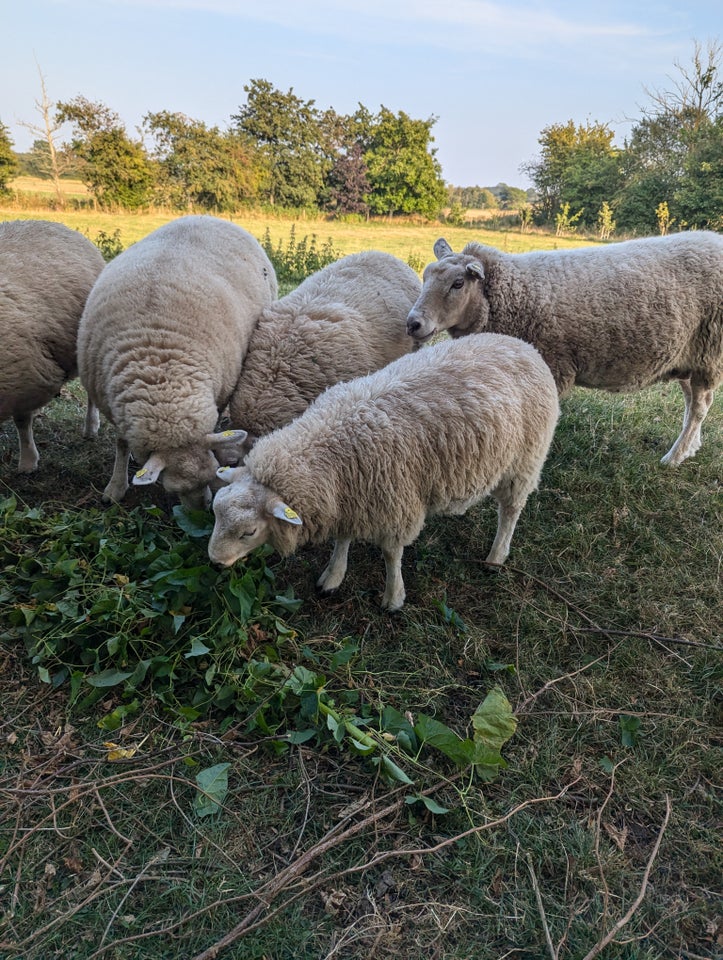 Vædderlam, Texel, 2 stk.