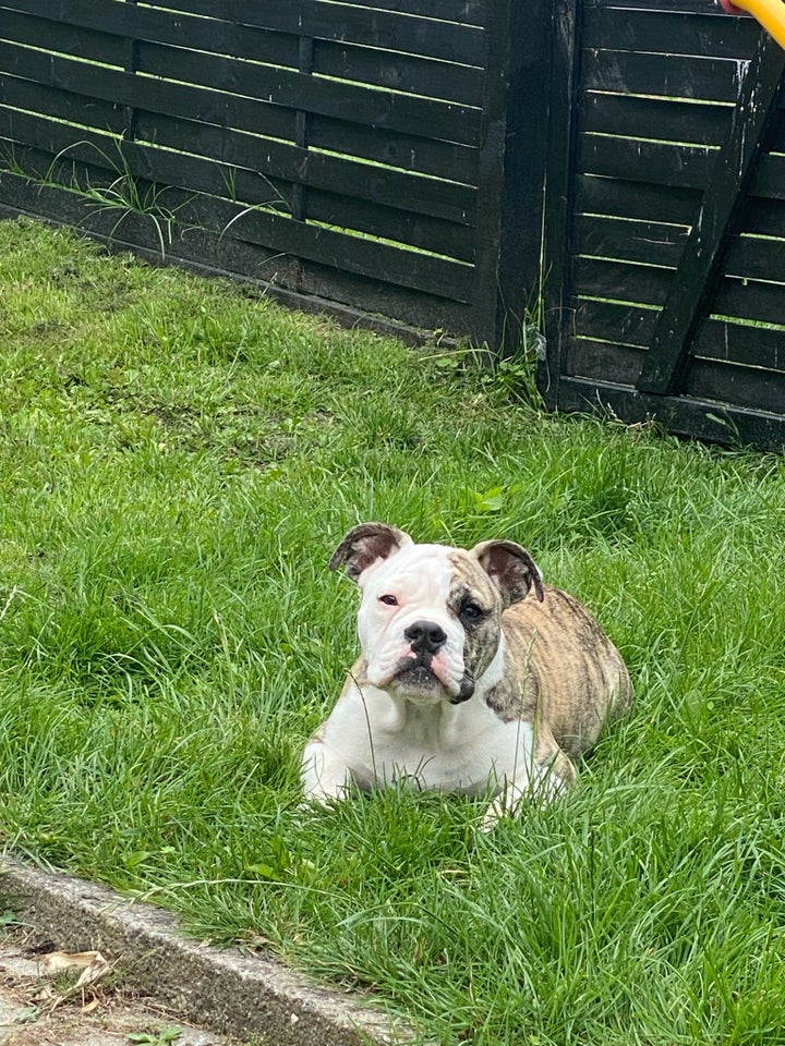 Old English bulldog blanding