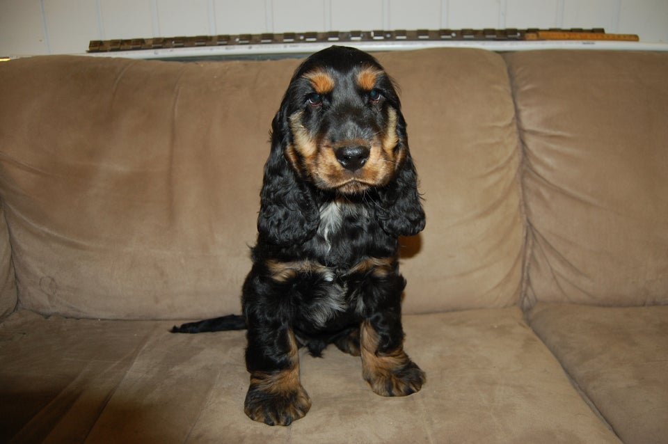 Cocker spaniel hvalpe 11 uger