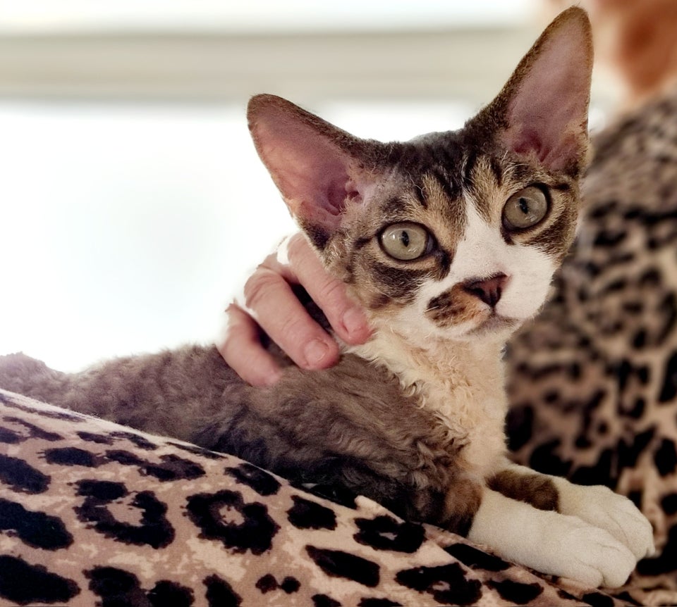 Devon Rex, hankilling, 7 mdr.