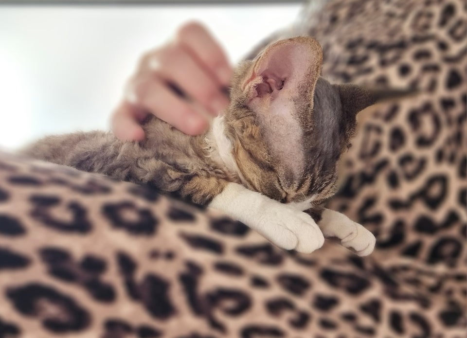 Devon Rex, hankilling, 7 mdr.