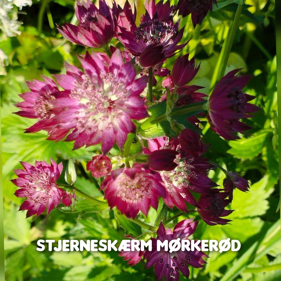 Blomsterfrø Stjerneskærm