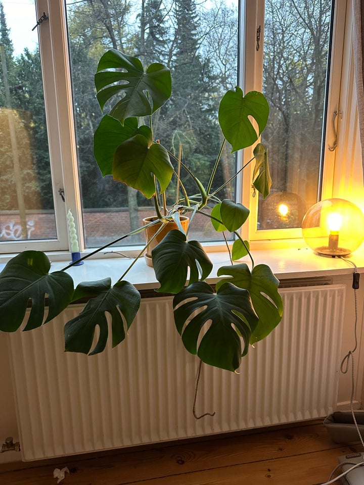 Monstera