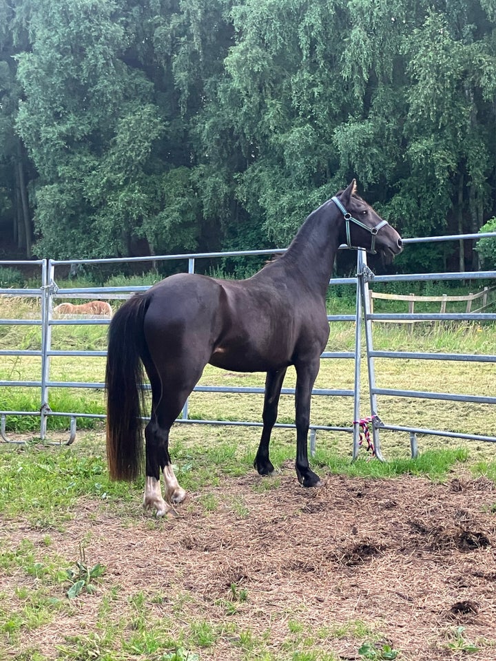 Welsh Partbreed vallak 3 år