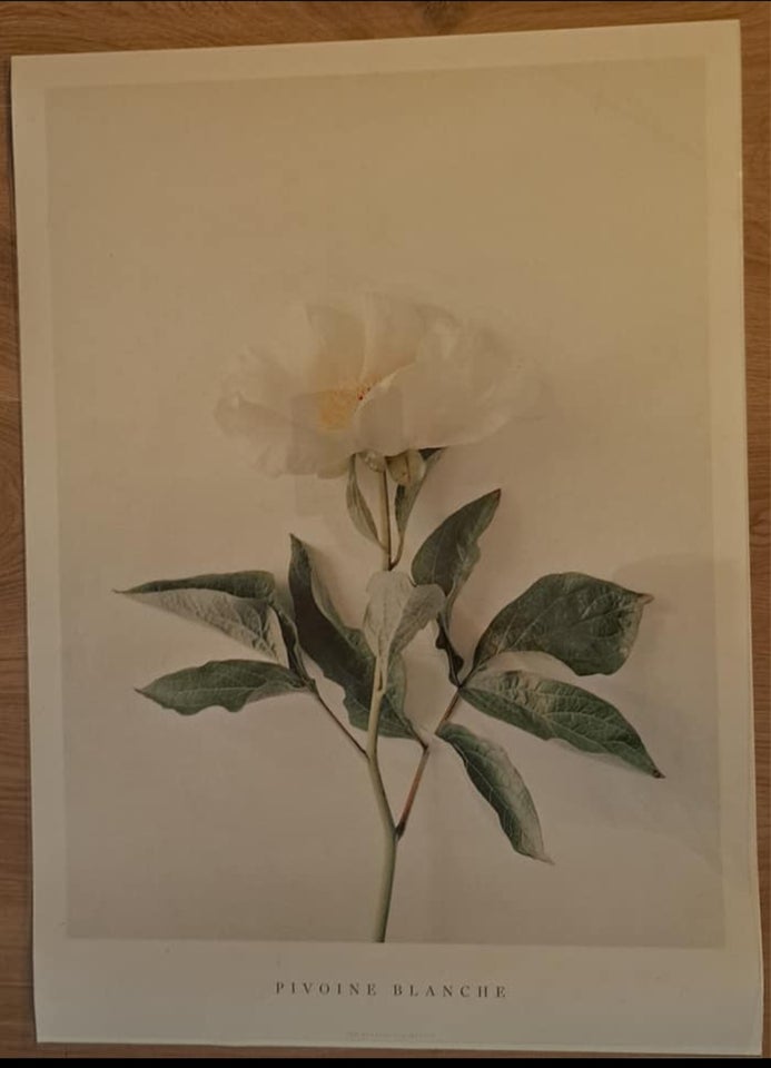 Plakat, motiv: Blomster og blade,