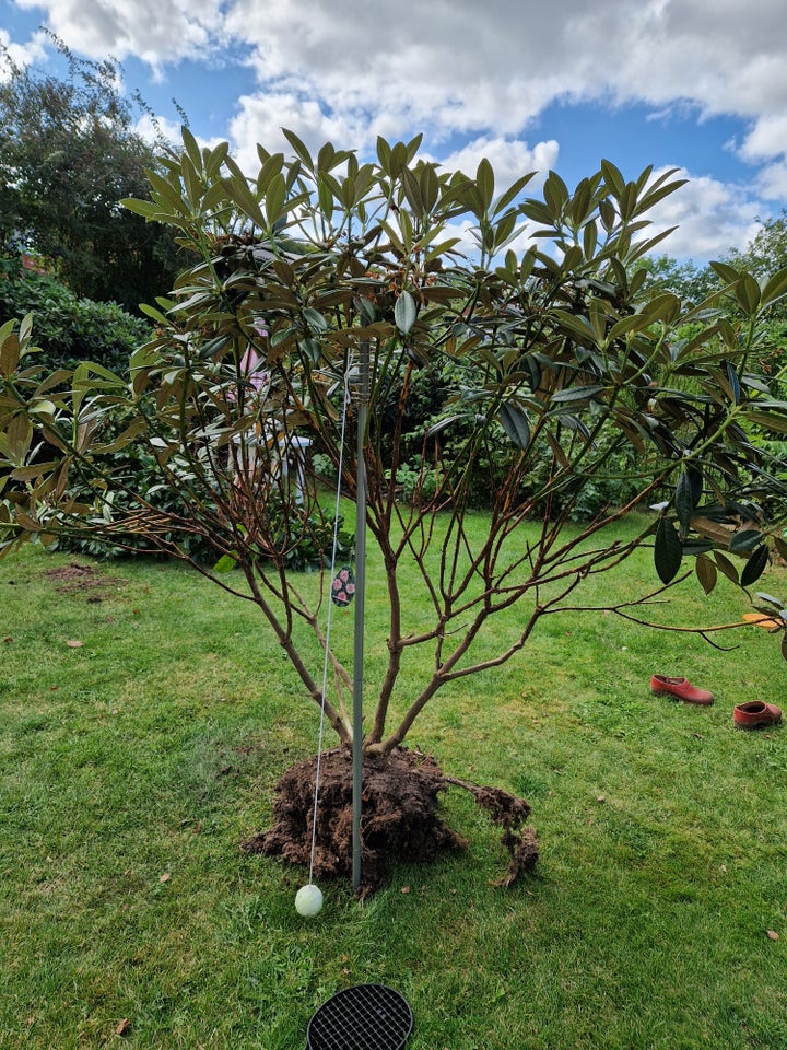 Rhododendron Insigne