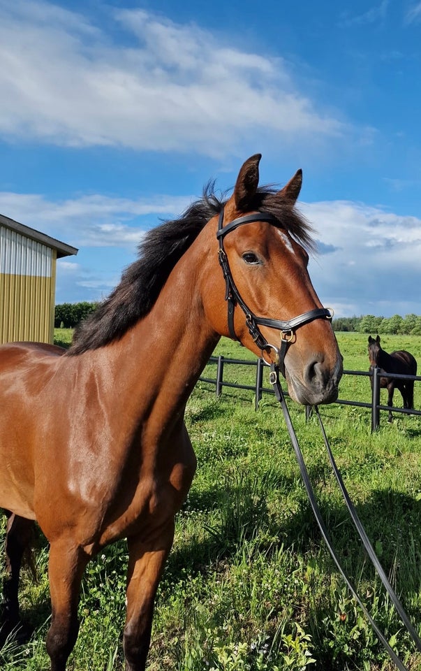 Dansk Varmblod hoppe 4 år