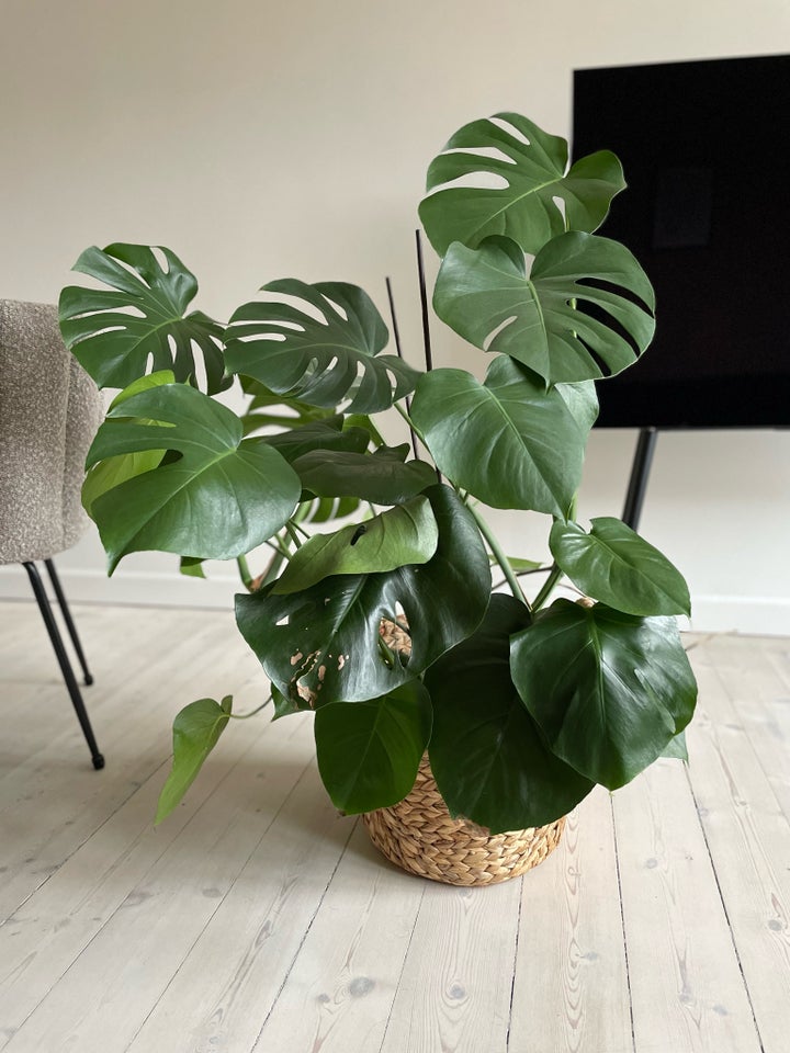 Monstera