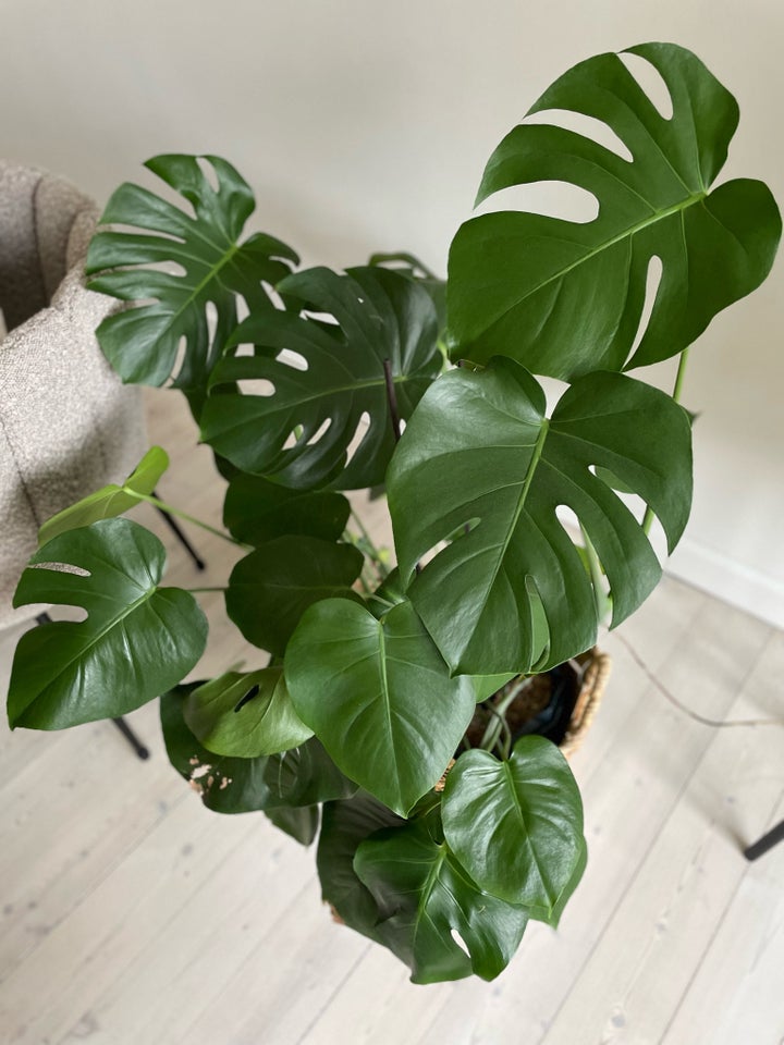 Monstera