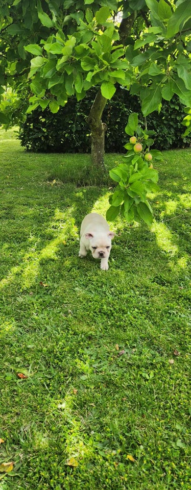 Fransk bulldog til salg