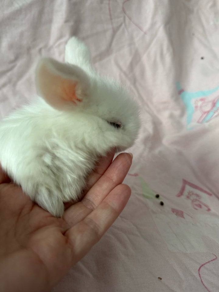 Kanin, Mini lop Minilop , 0 år