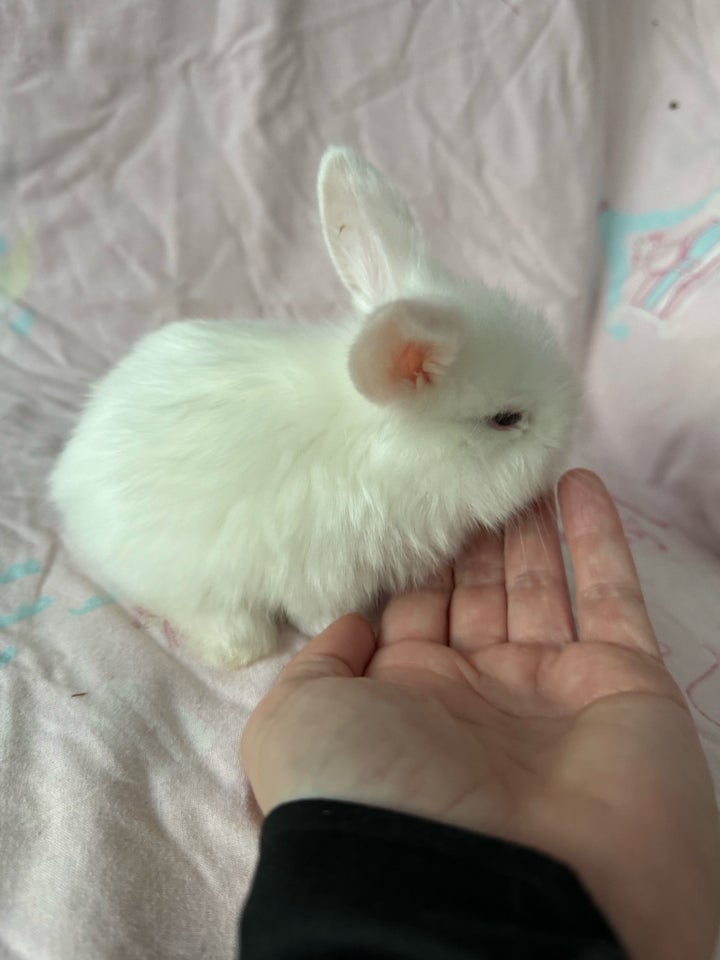 Kanin, Mini lop Minilop , 0 år