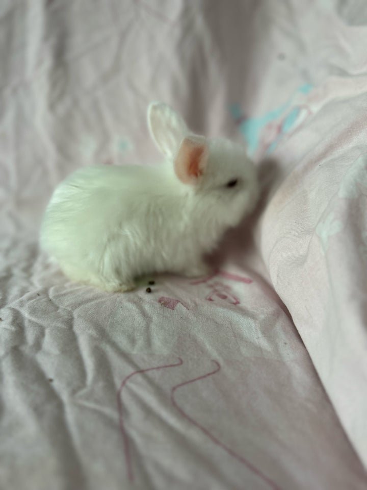 Kanin, Mini lop Minilop , 0 år