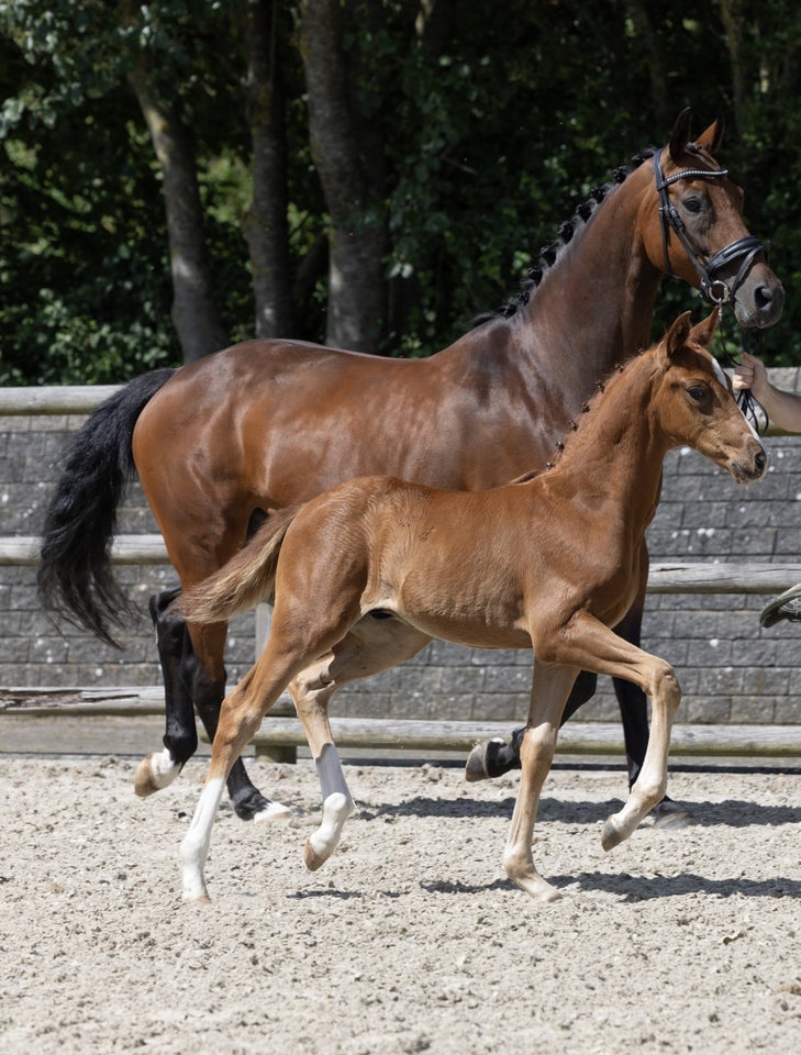 Dansk Varmblod hingst 0 år