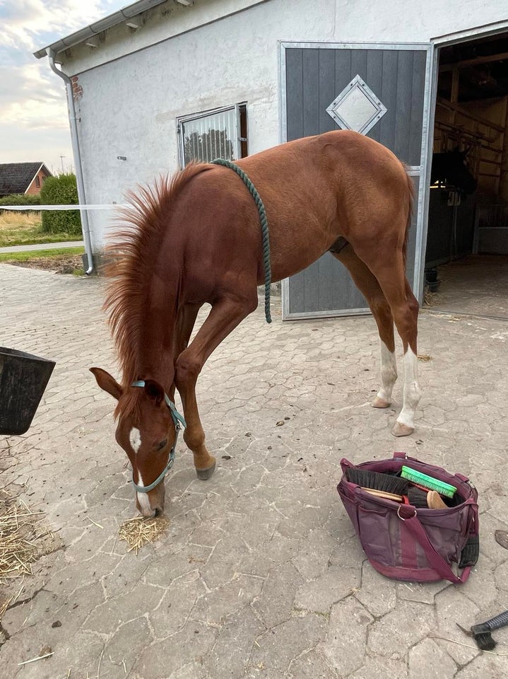 Dansk Varmblod hingst 0 år