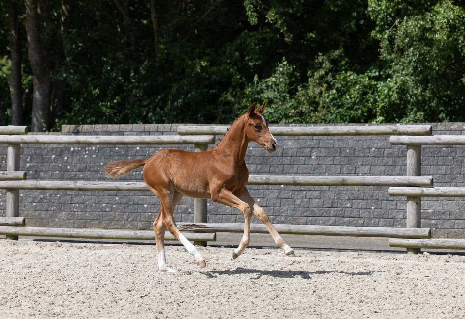 Dansk Varmblod hingst 0 år