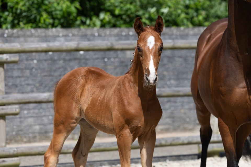 Dansk Varmblod hingst 0 år