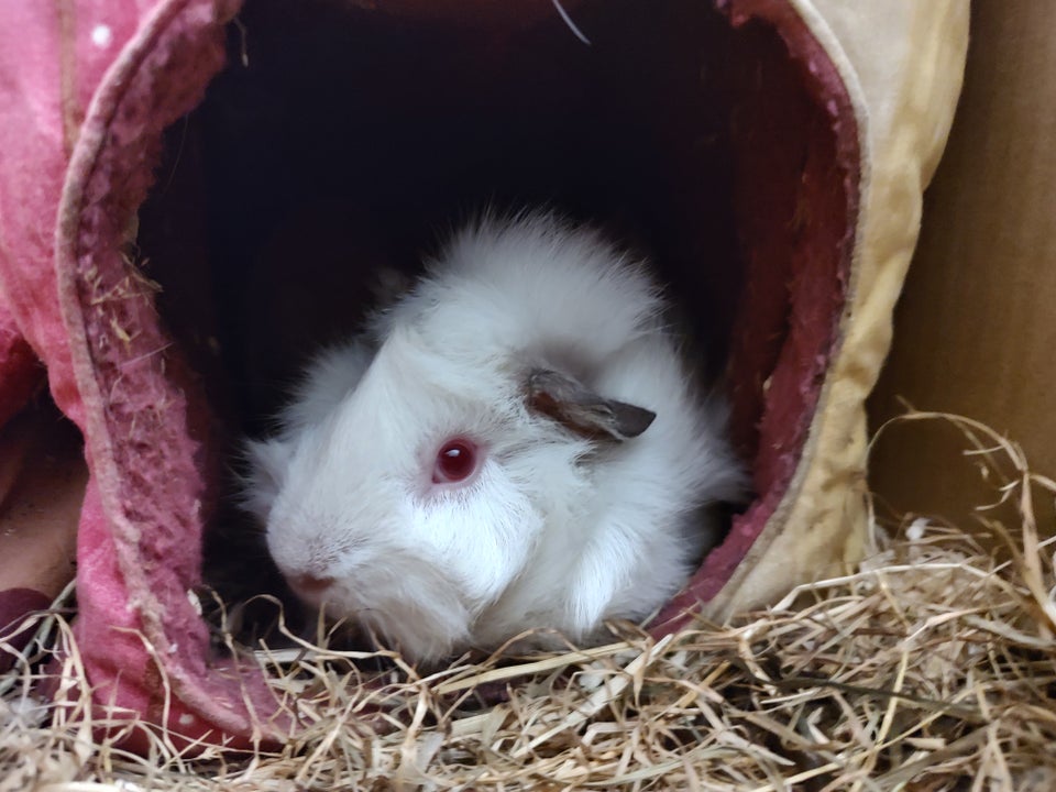 Marsvin, Himalaya rosette, 1 år