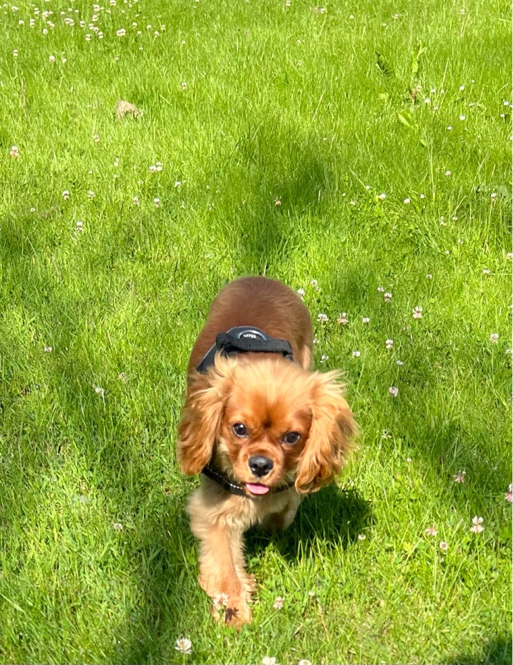 Cavalier king charles spaniel