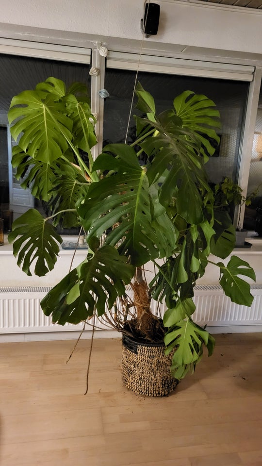 Monstera