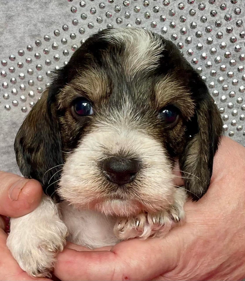 Petit Basset griffon Vendeen