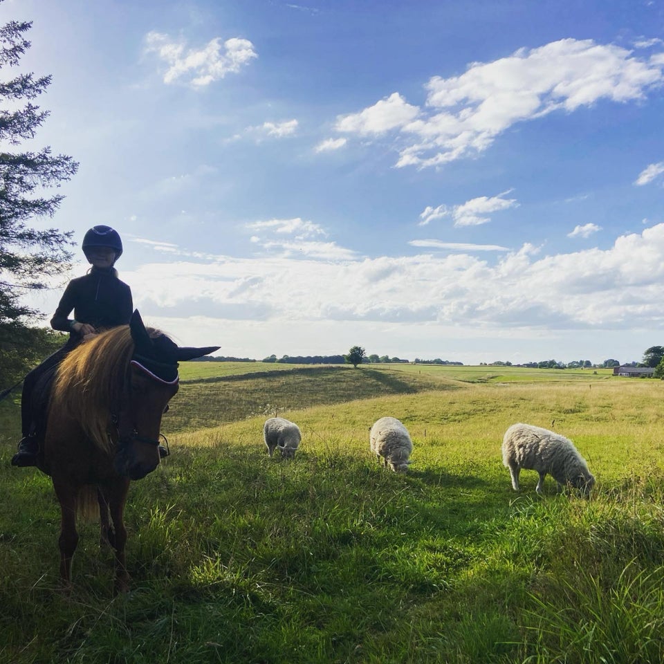 Sommergræs/løsdrift