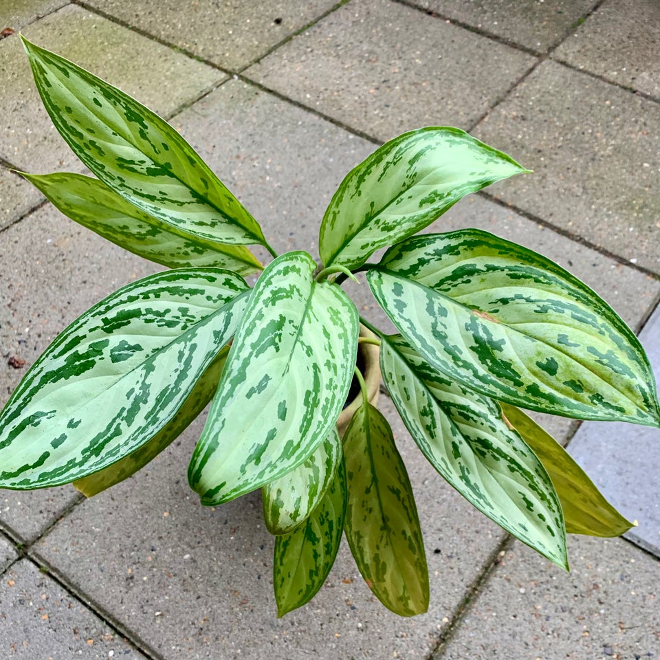 Sømandstrøst m. Potte, Aglaonema