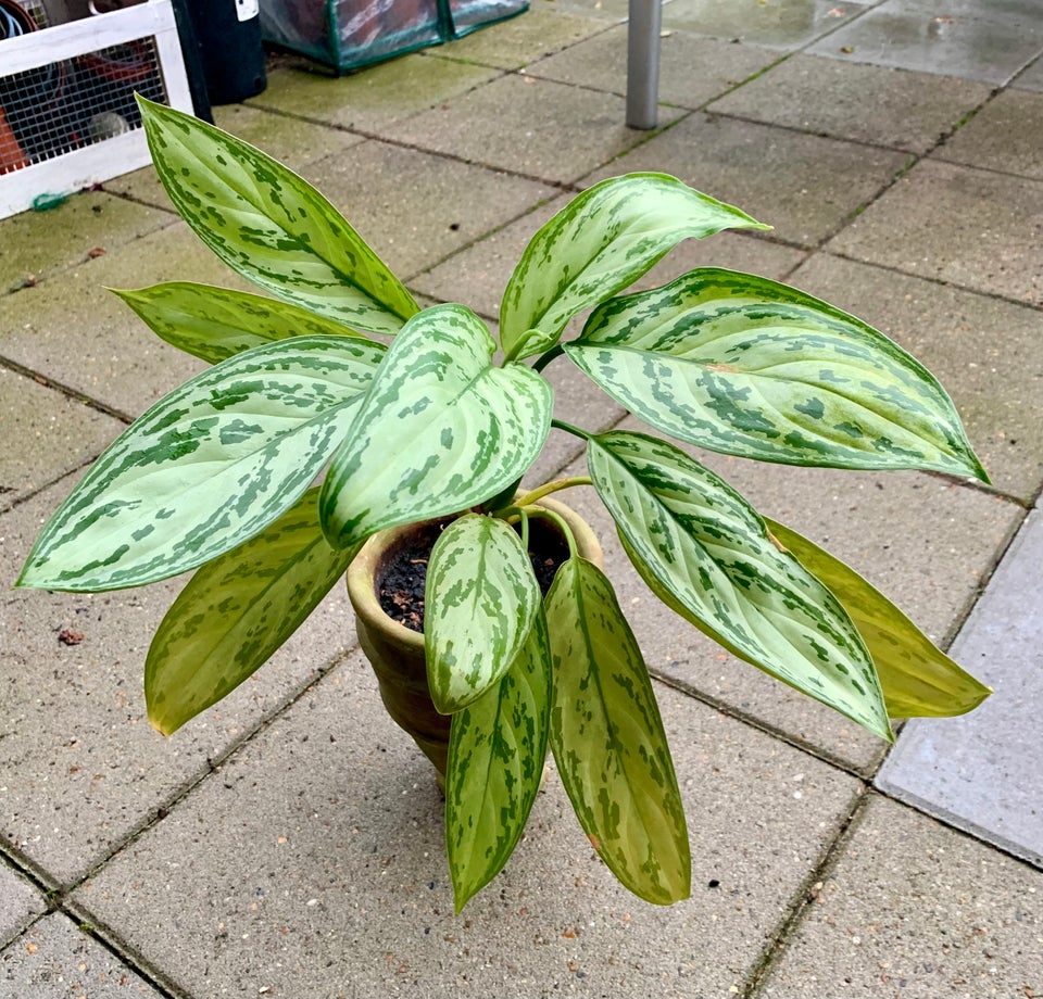 Sømandstrøst m. Potte, Aglaonema