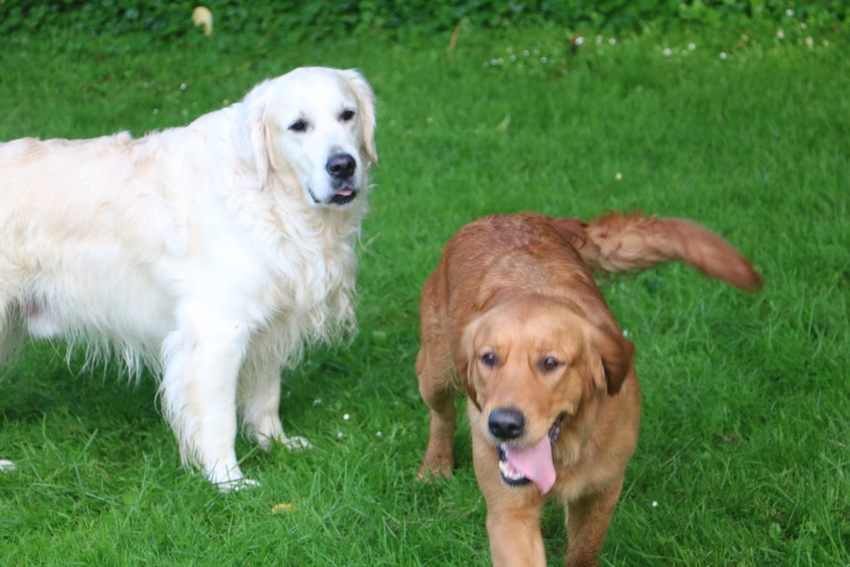 Golden Retriever, hund, 2 år