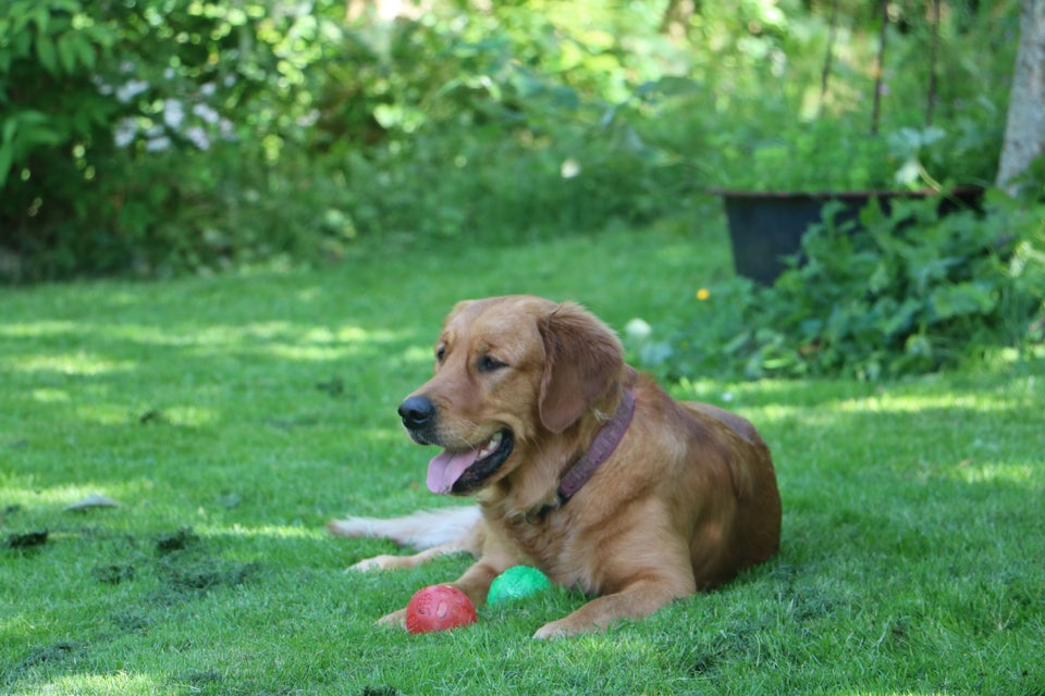 Golden Retriever, hund, 2 år