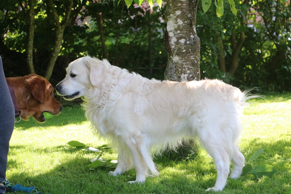 Golden Retriever, hund, 2 år