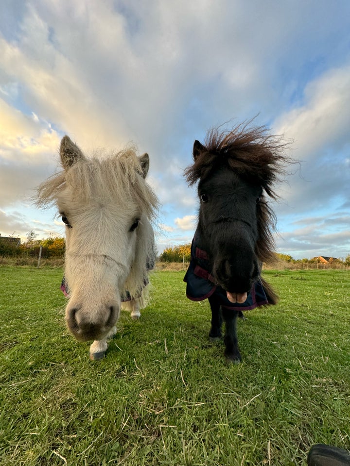 Shetlandspony, hingst, 1 år