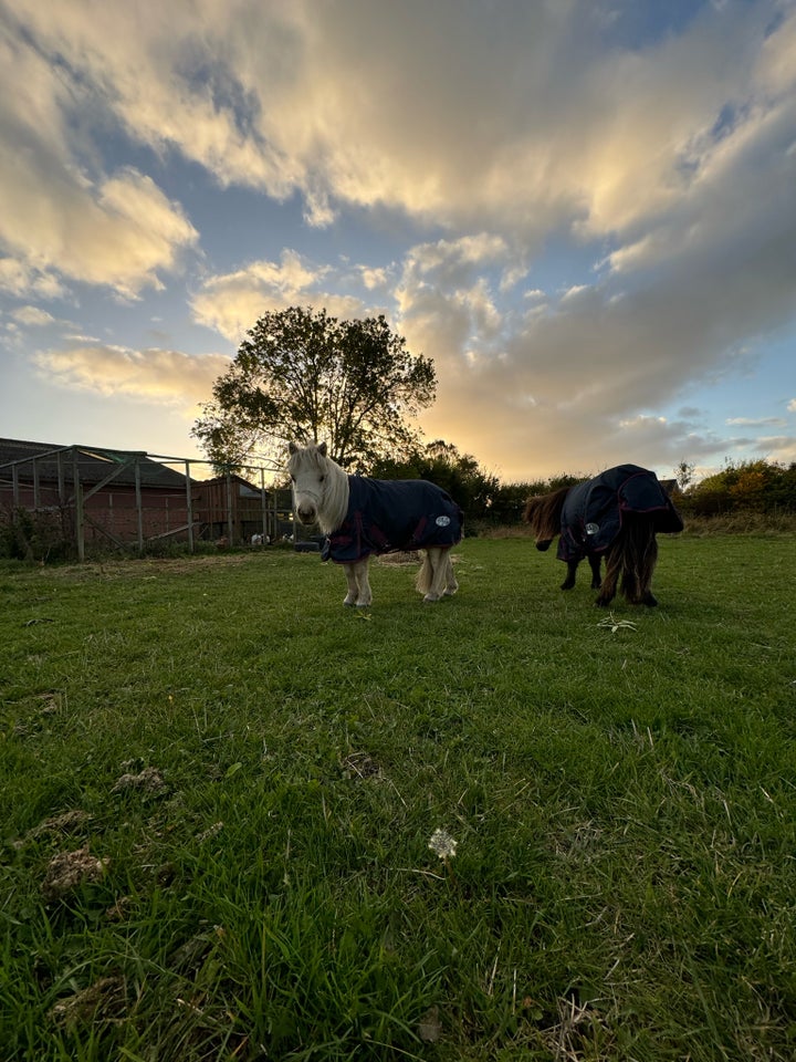 Shetlandspony, hingst, 1 år