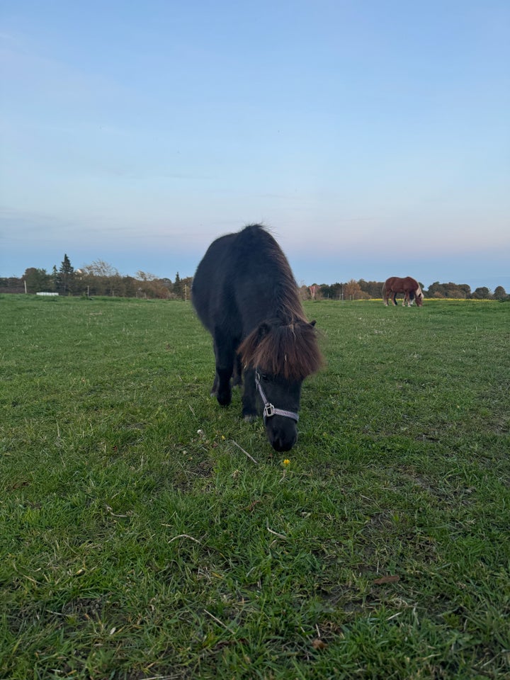 Shetlandspony, hingst, 1 år