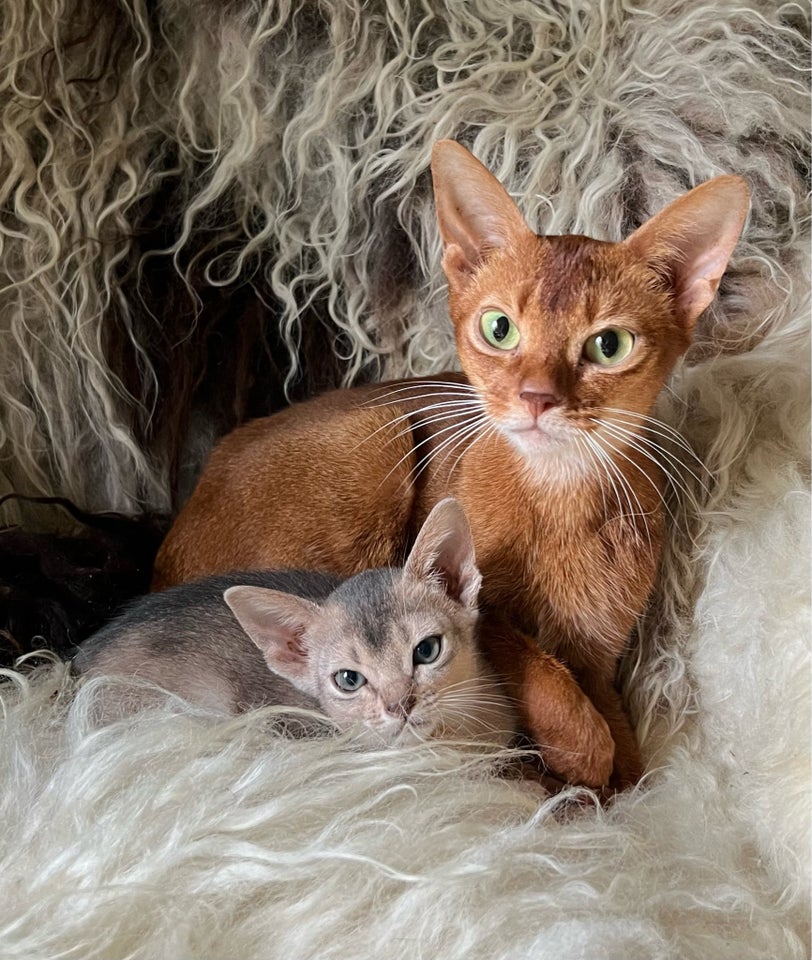 Abyssinier, hunkat, 3 år