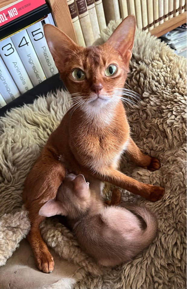 Abyssinier, hunkat, 3 år