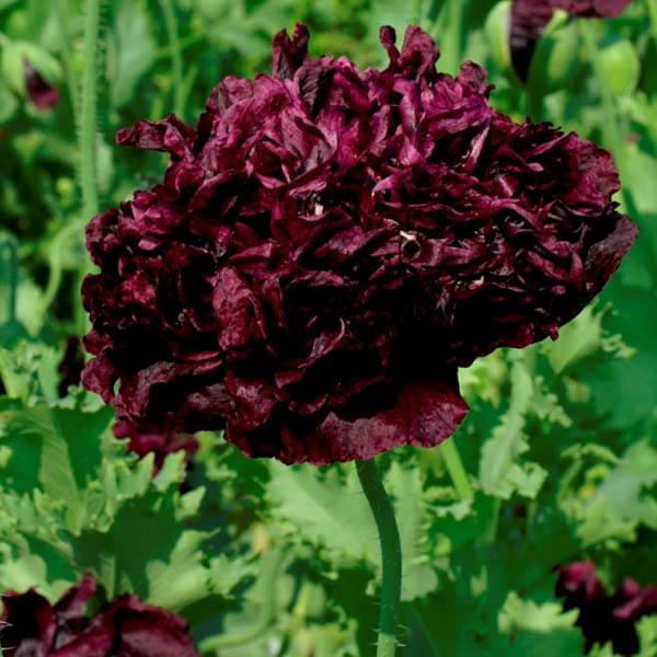 Valmue Black Peony *1315 frø