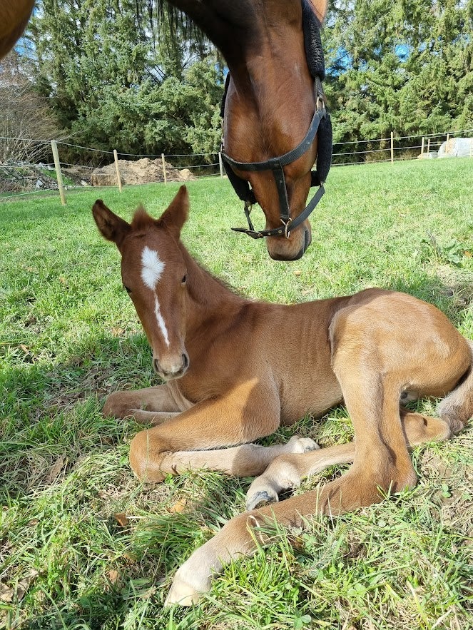 Blanding - varmblod, hingst, 1 år