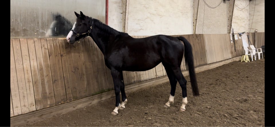 Dansk Varmblod, hoppe, 8 år