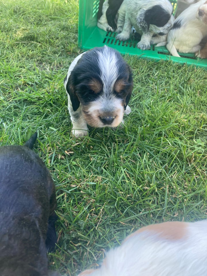 søde cocker spaniel hvalpe